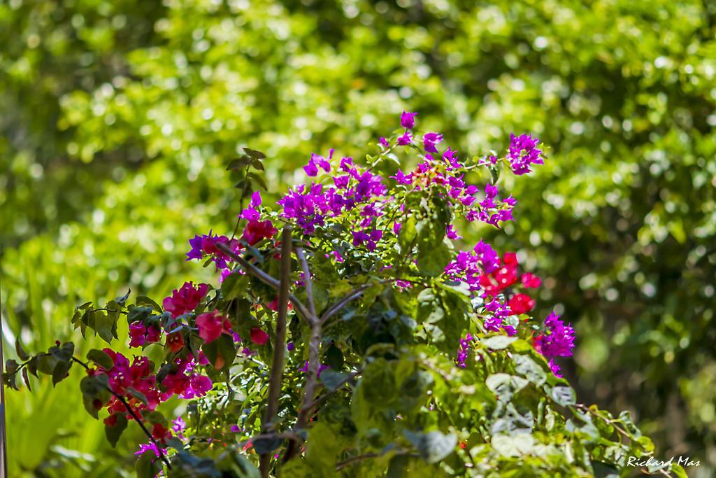 Jardim Secreto Villa Morro de Sao Paulo Luaran gambar